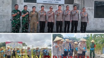 Dandim 1611/Badung Hadiri Panen Raya Jagung Serentak Kuartal III