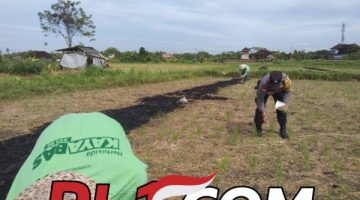 Bhabinkamtibmas Bona Bersama Petani Jagung Dukung Ketahanan Pangan