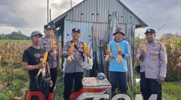 Panen Jagung 2,5 Ton di Mengwitani, Bukti Dukung Ketahanan Pangan Nasional